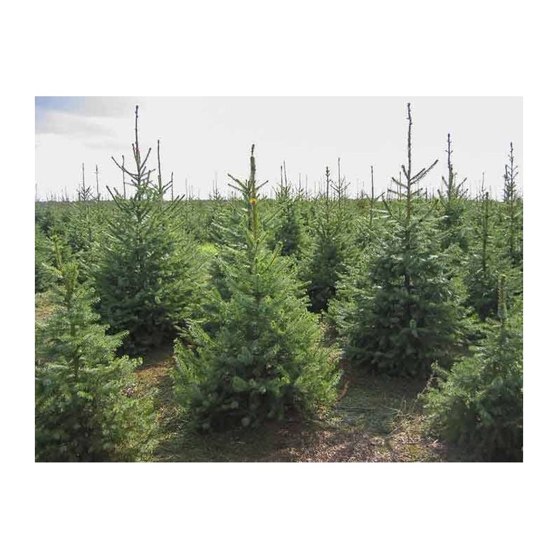 Kerstboom Nordmann - AA kwaliteit