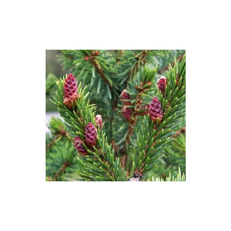 De Nordmann Kerstboom eenvoudig en snel online bestellen?