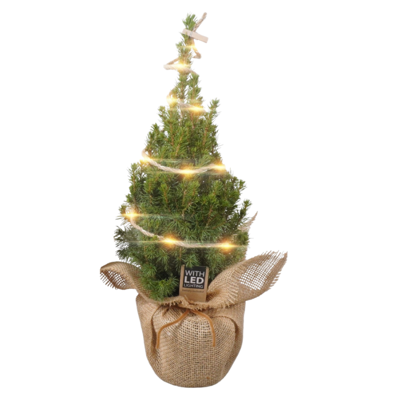 Picea Conica met LED