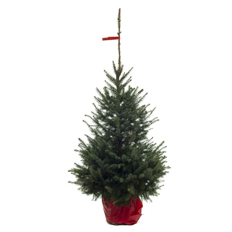 Kerstboom Picea Omorika in pot