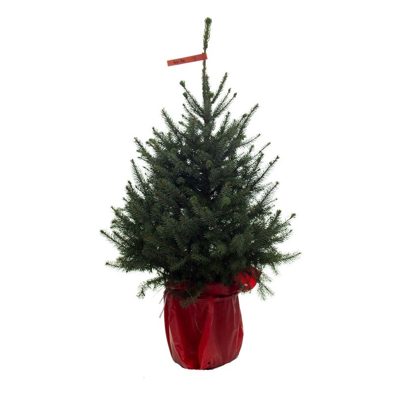 Kerstboom Picea Omorika in pot