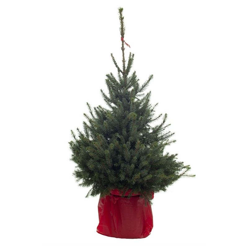 Kerstboom Picea Omorika in pot