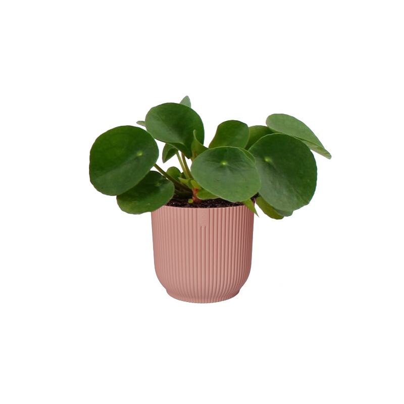 Pilea in Elho Vibes roze