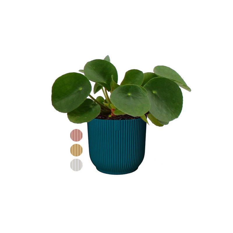 Pilea in Elho Vibes blauw
