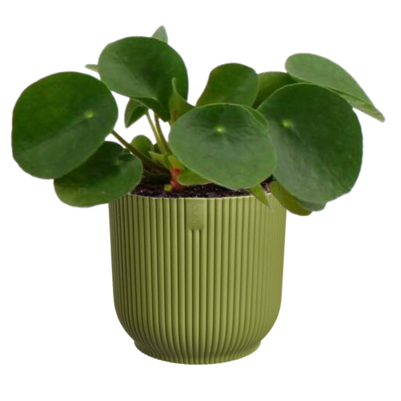 Pilea in Elho Vibes groen