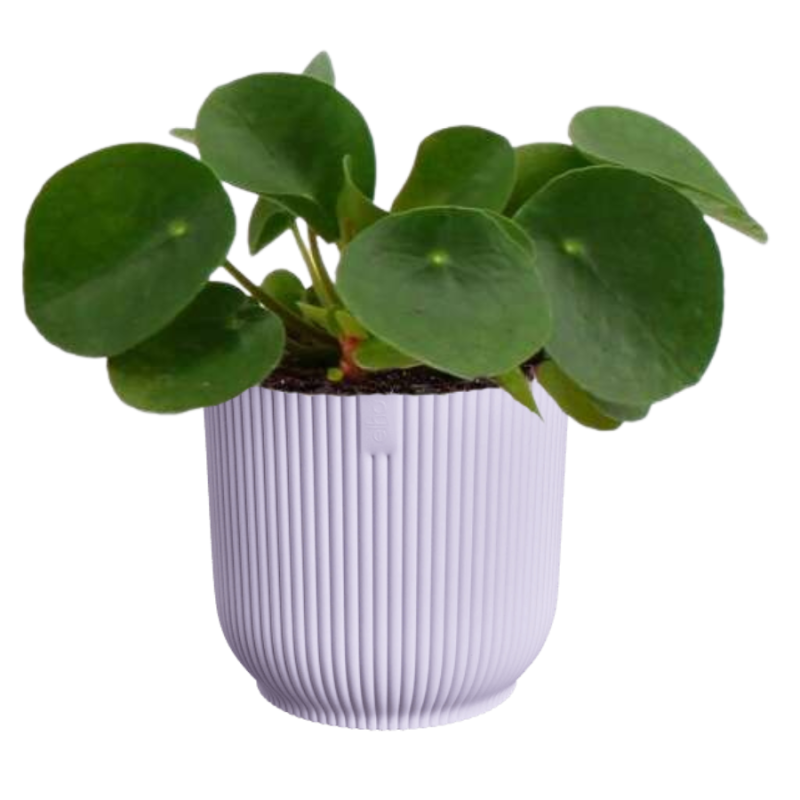 Pilea in Elho Vibes lila