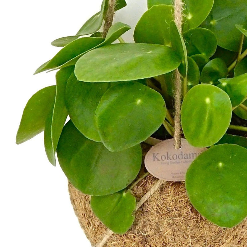 Pilea peperomioides in Kokodama