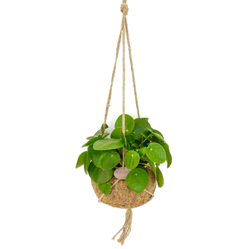 Pilea peperomioides in Kokodama