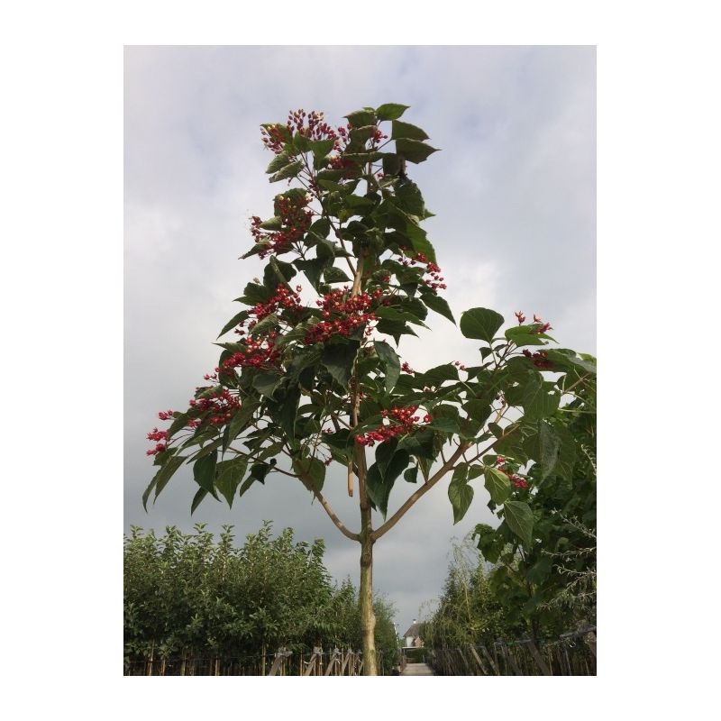 Clerodendrum Trichotomum