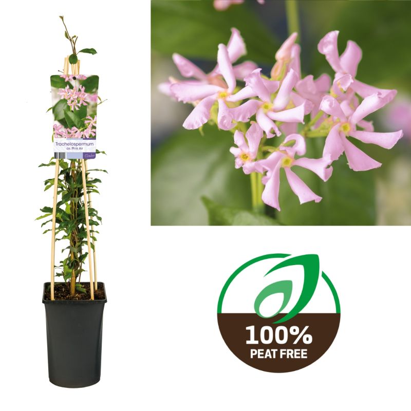 Trachelospermum 'Pink Air'