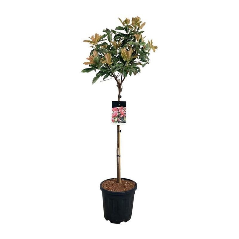 Photinia Pink Crispy op stam