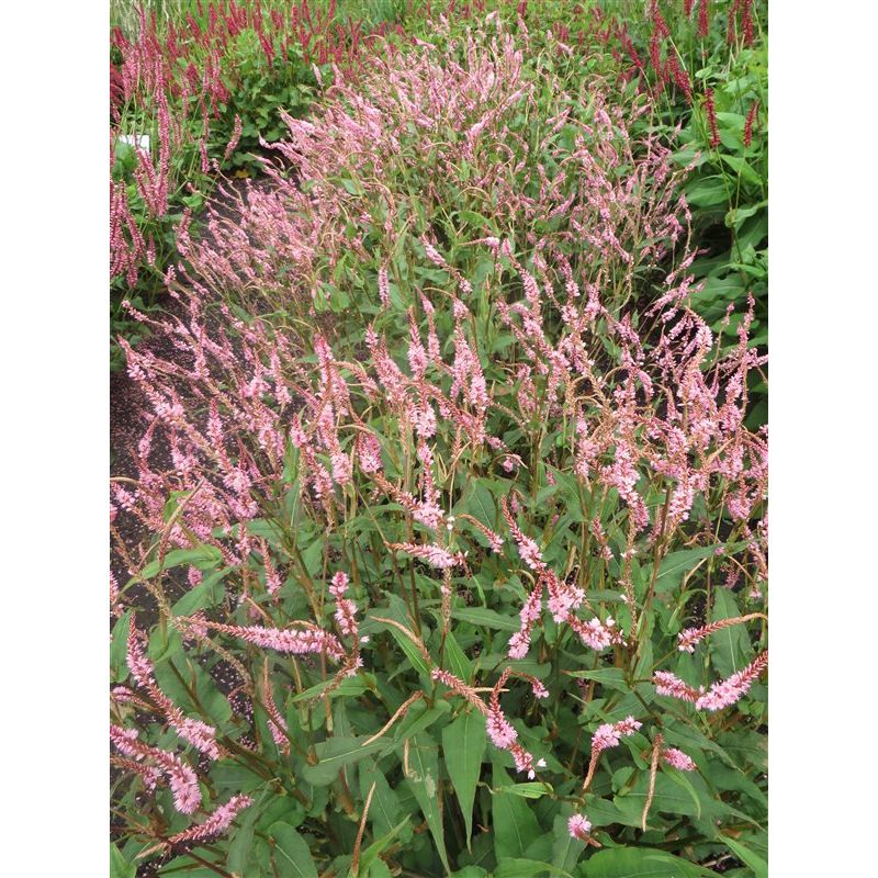 Persicaria amplex. 'Pink Elephant'