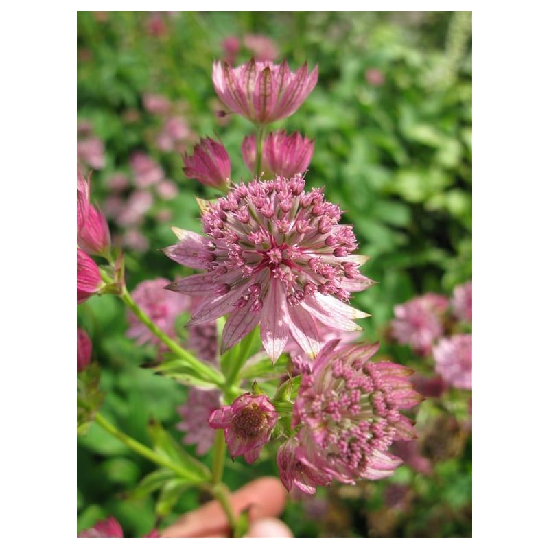 Astrantia Pink Pride 