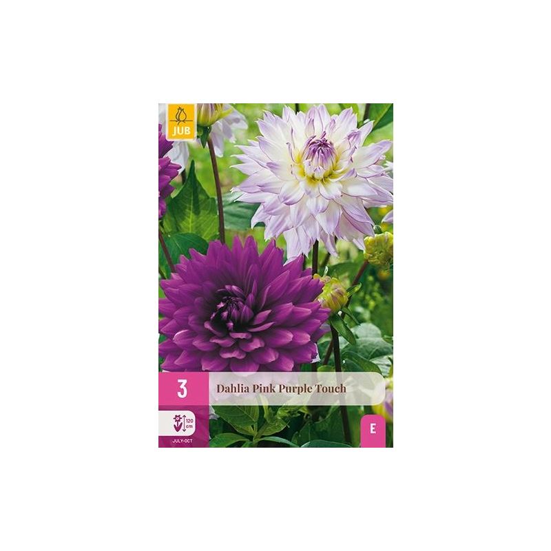 Dahlia Pink Purple Touch - 3 stuks