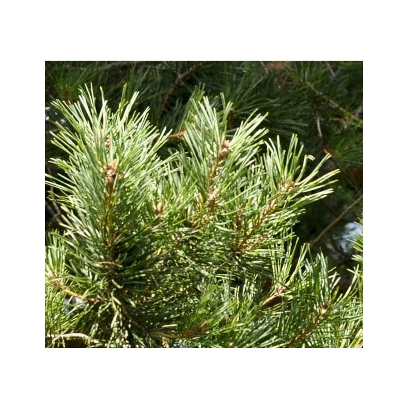 Pinus Sylvestris - bonsai