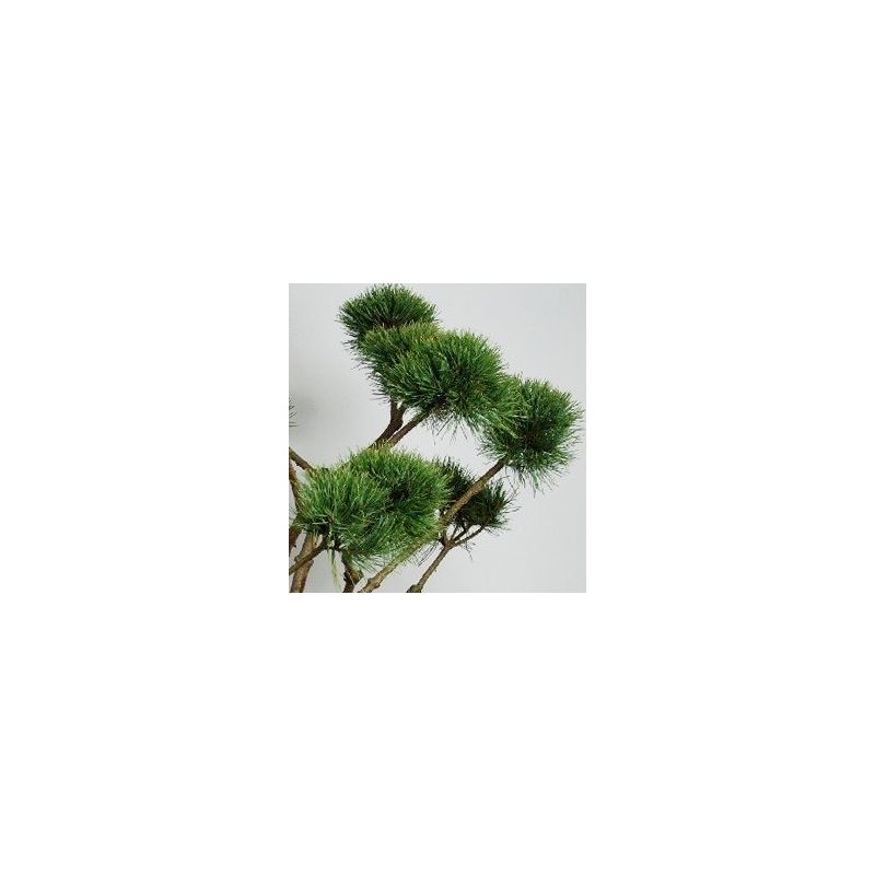 Pinus Sylvestris 'Watereri' - bonsai