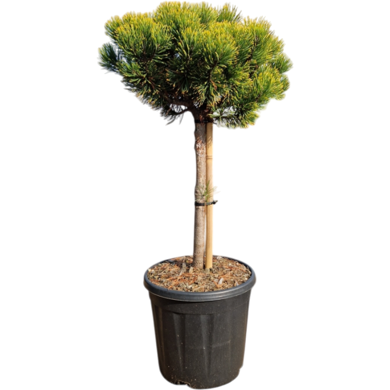 Pinus Carsten's Wintergold op stam