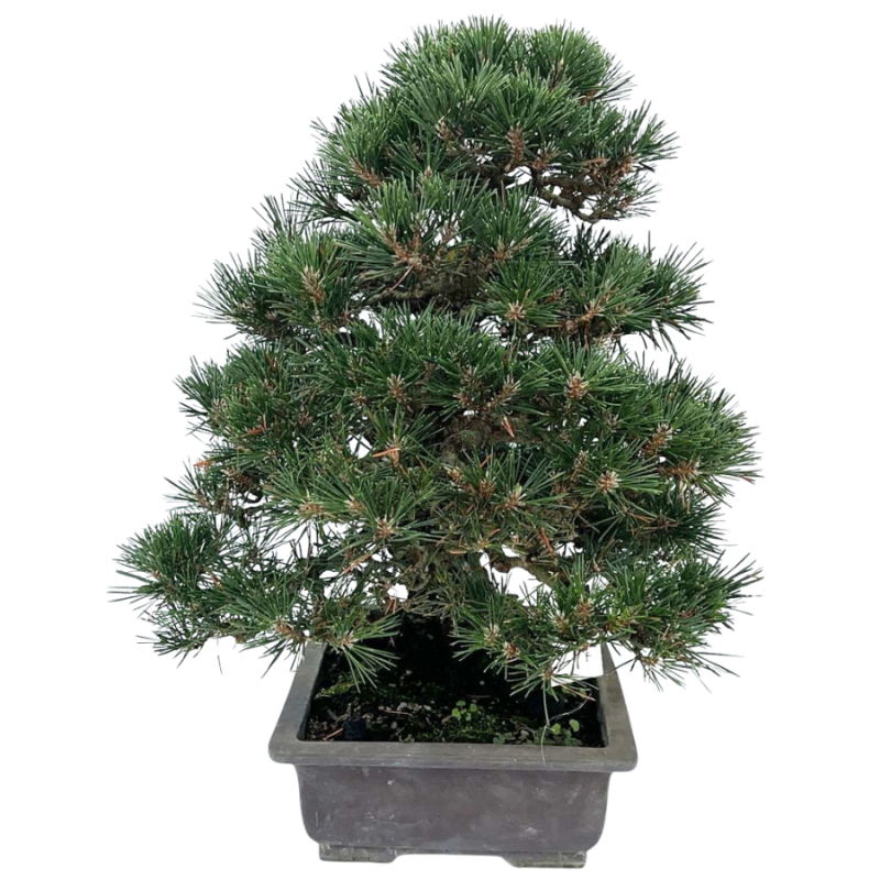 Pinus thunbergii Kotobuki - bonsai