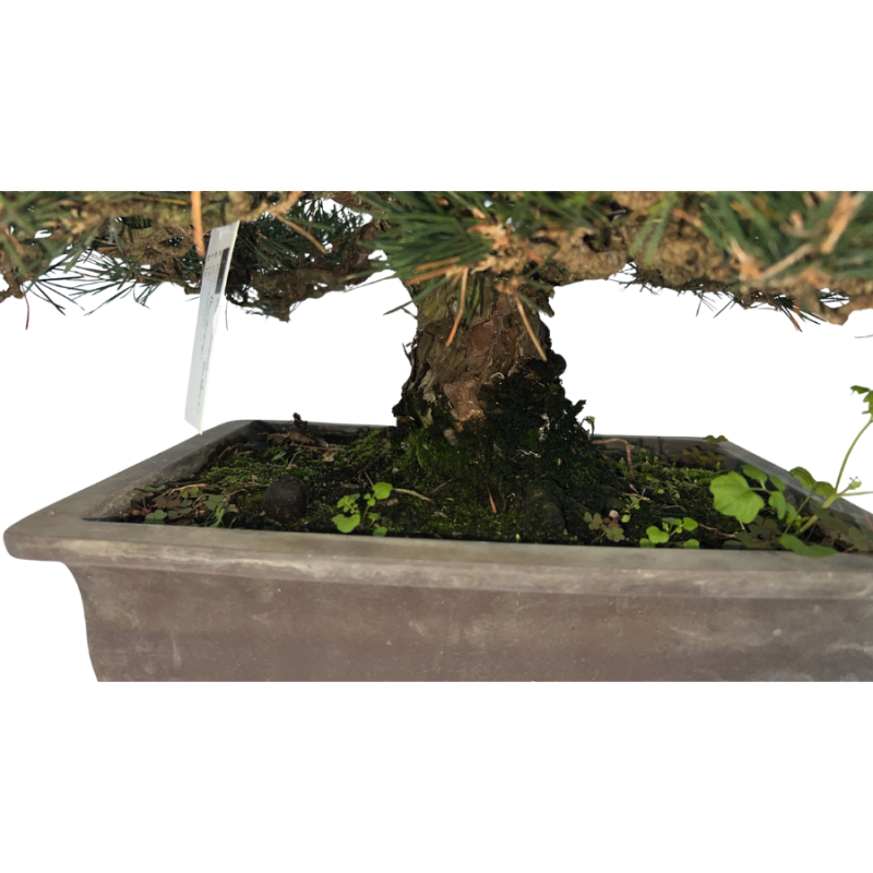 Pinus thunbergii Kotobuki - bonsai