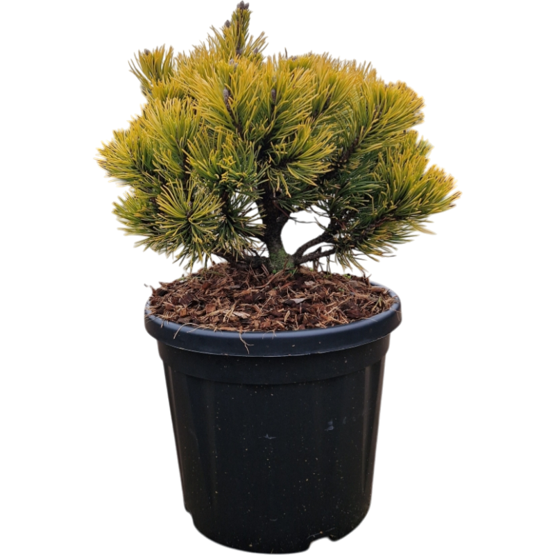 Pinus Carsten's Wintergold