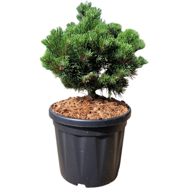 Pinus Picobello