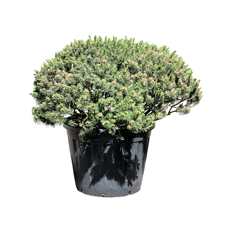 Pinus mugo var pumilio