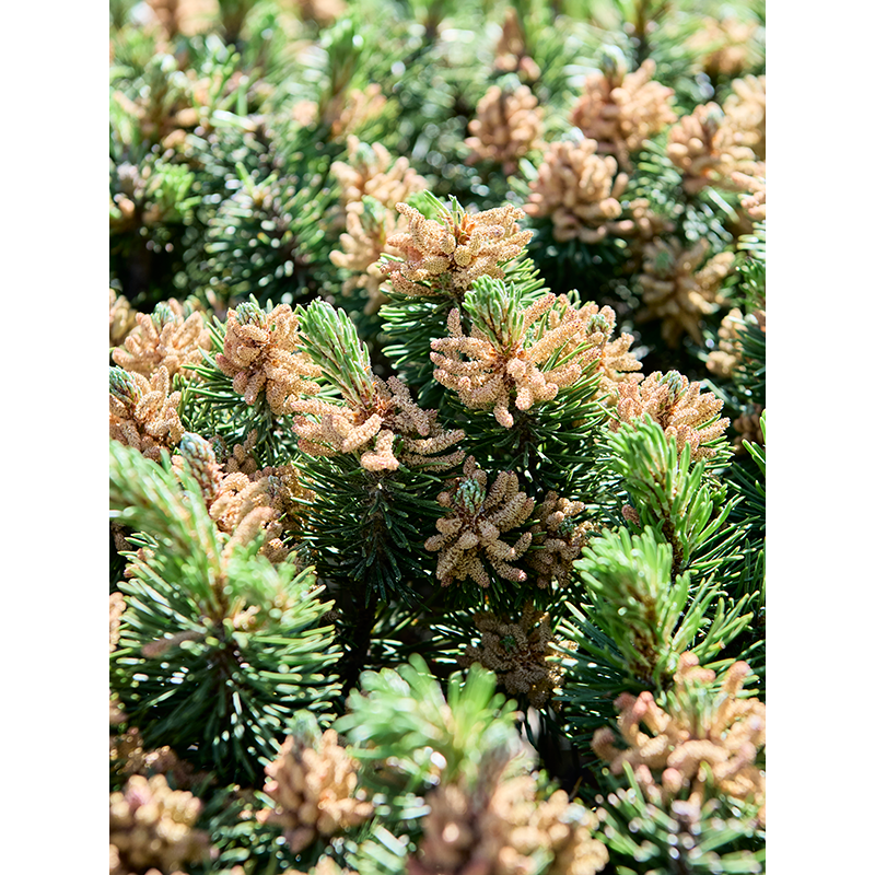 Pinus mugo var pumilio