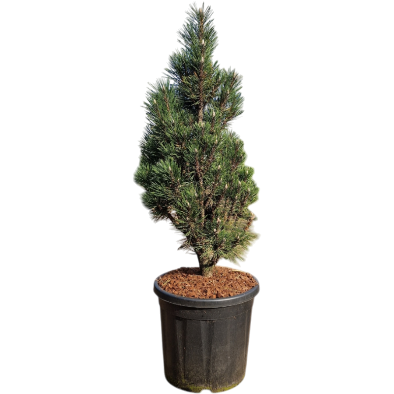 Pinus Green Tower