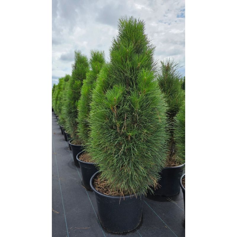 Pinus Green Tower