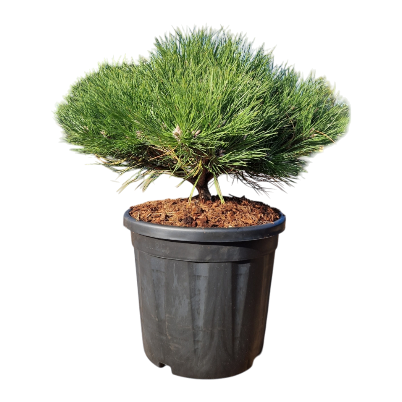 Pinus Marie Bregeon