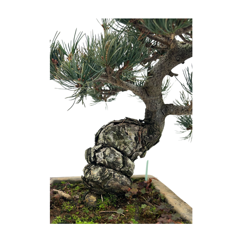 Pinus parviflora - bonsai S