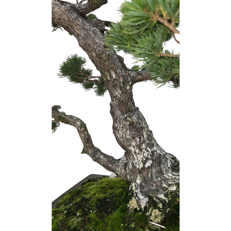 Pinus parviflora - bonsai XL
