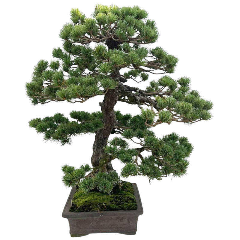 Pinus parviflora - bonsai XL