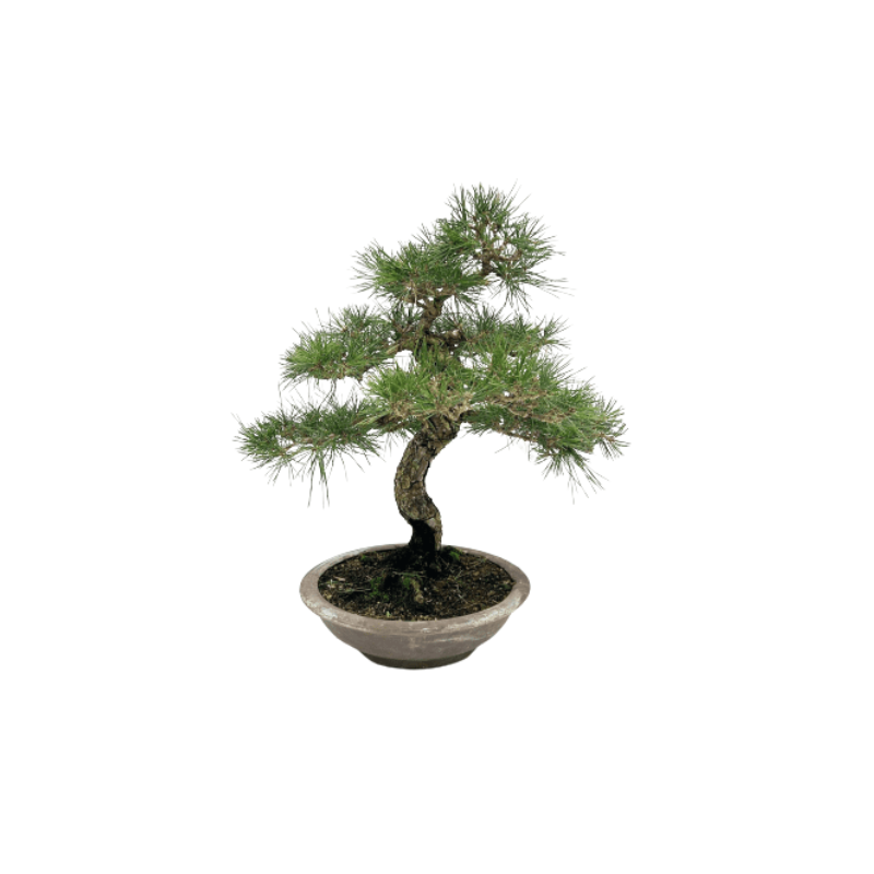 Pinus parviflora - bonsai