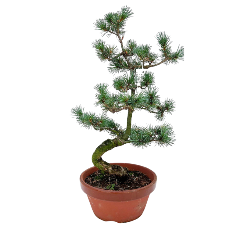 Pinus pentaphylla parviflora - bonsai
