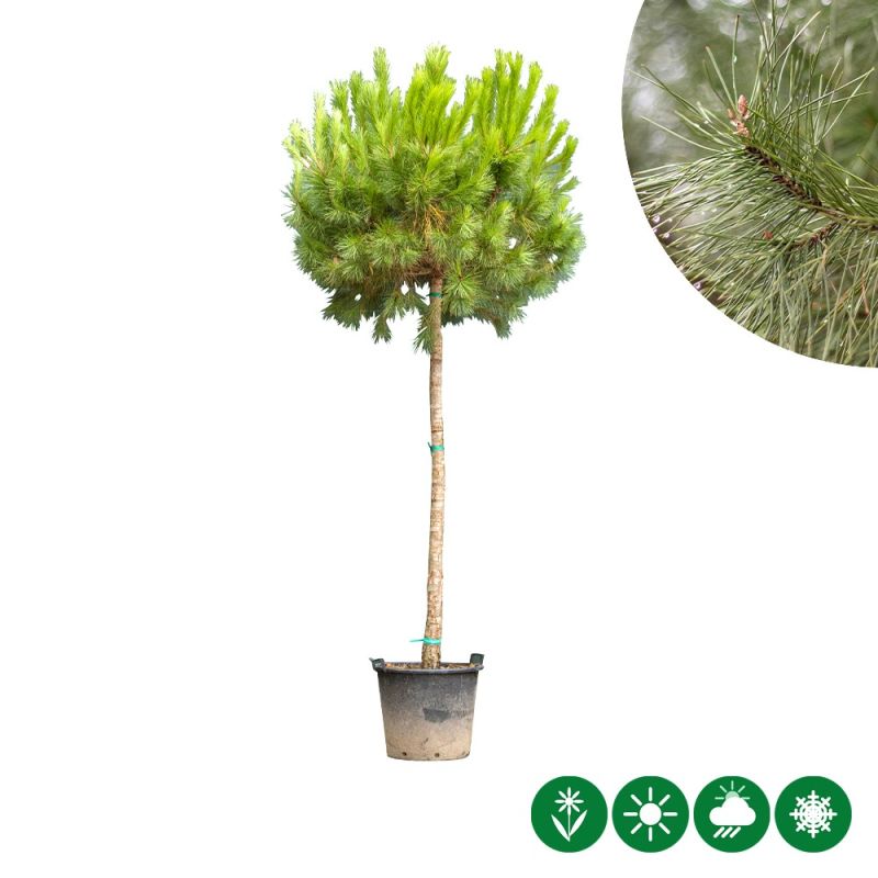 Pinus pinea - hoogstam