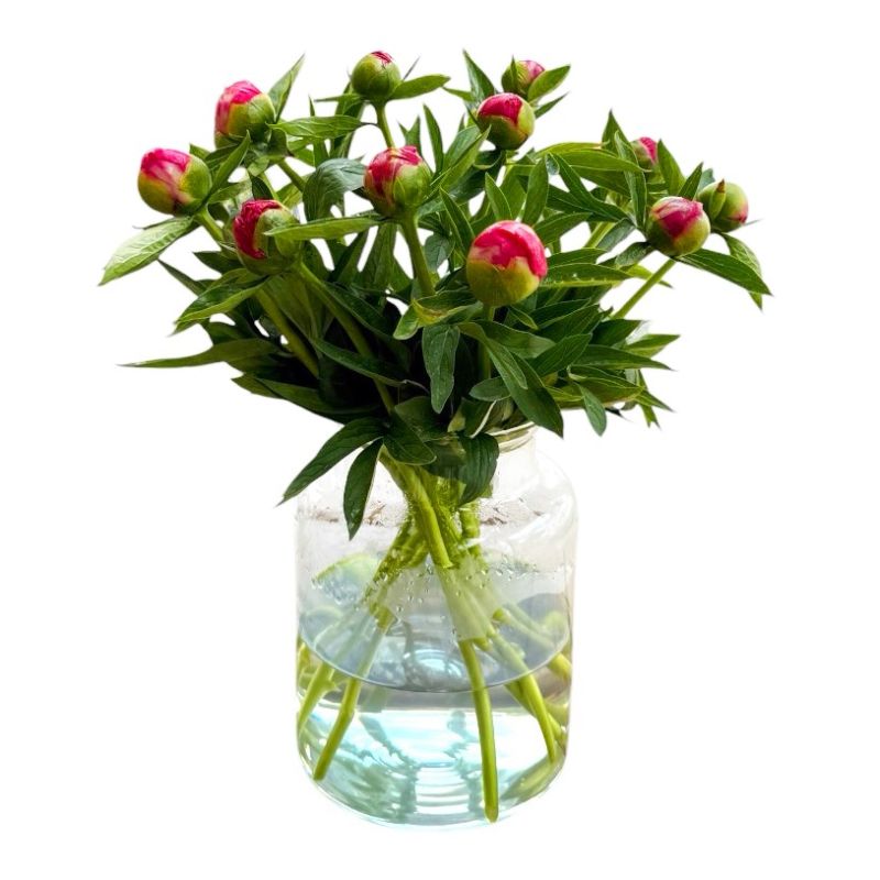 3 bossen Pioenrozen