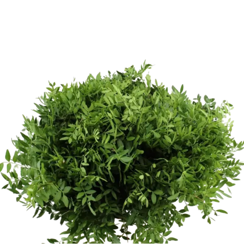 3 bossen Pistache groen