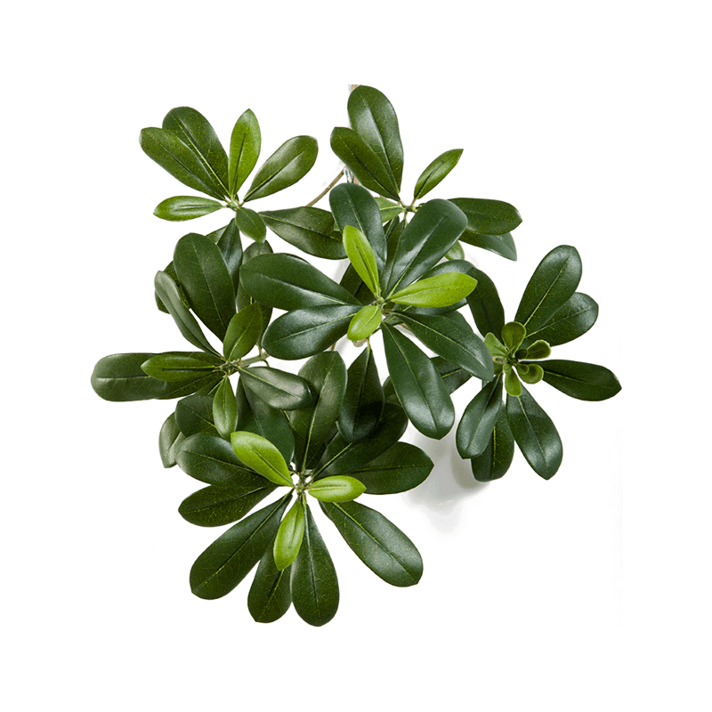 Pittisporum Mountain Spray - kunstplant