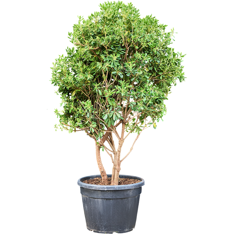 Pittosporum tobira - meerstammig