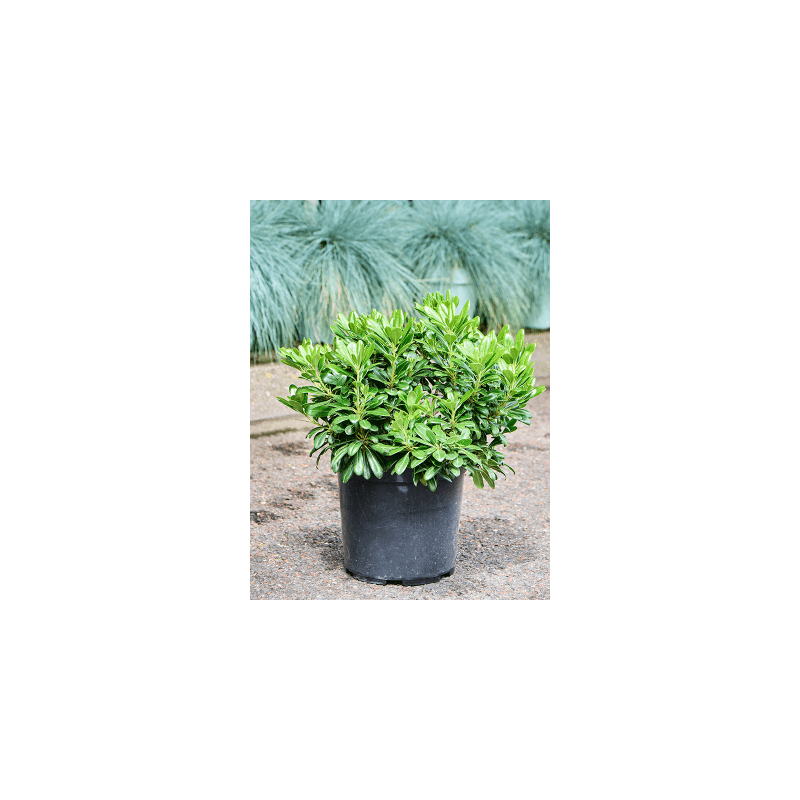 Pittosporum Nana