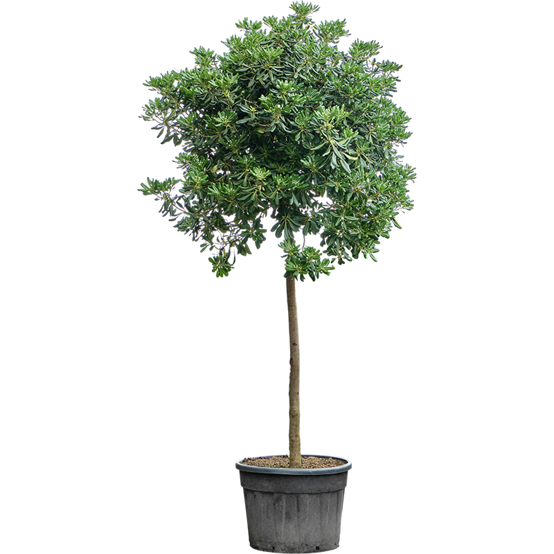 Pittosporum tobira op stam