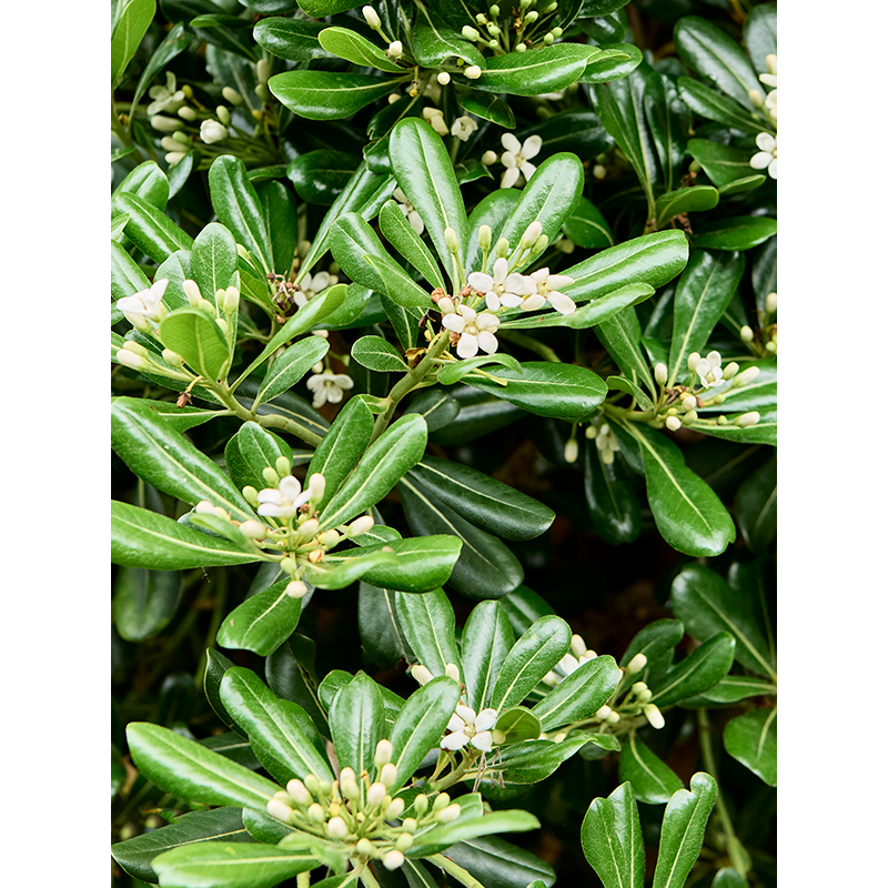 Pittosporum tobira
