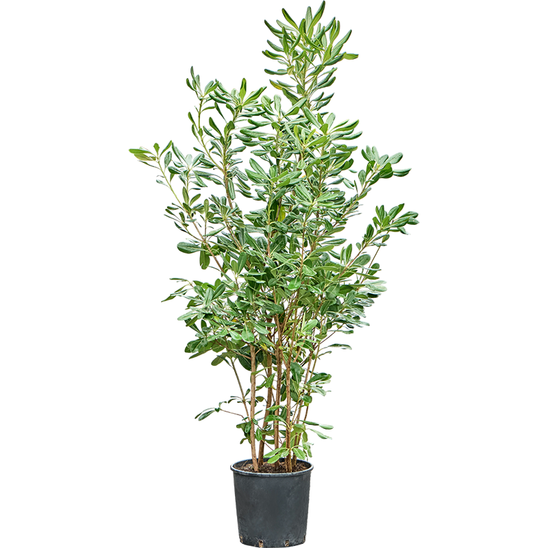 Pittosporum tobira