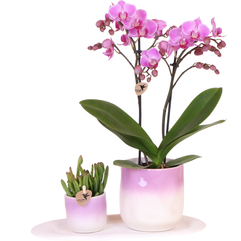 Planten duo Gradience roze