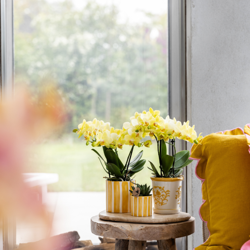 Planten duo in Painted Stripe geel