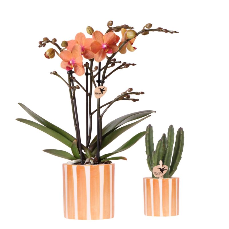 Planten duo in Painted Stripe oranje