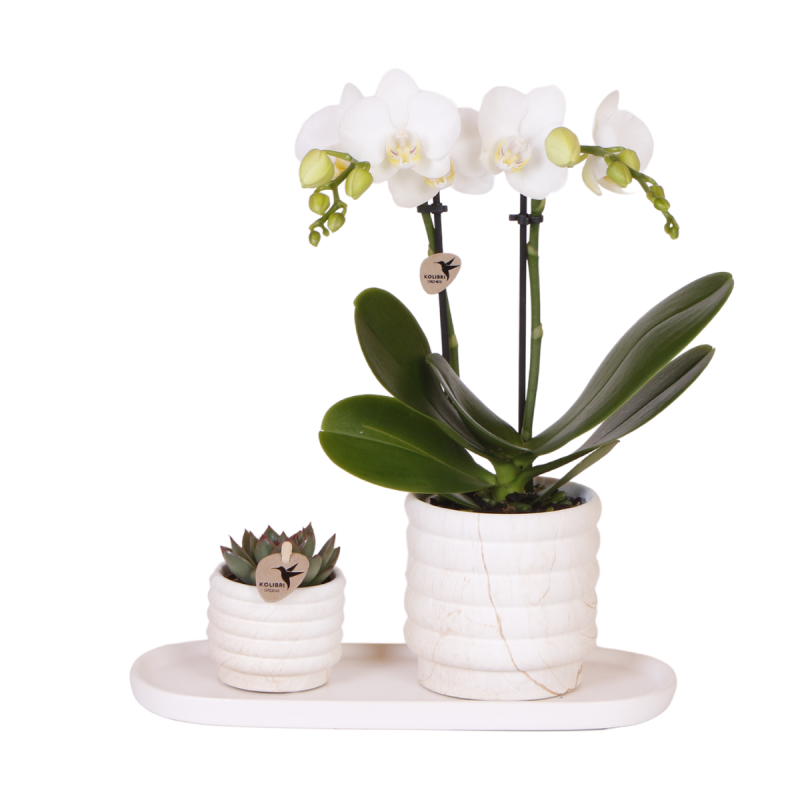 Planten duo Slow Living