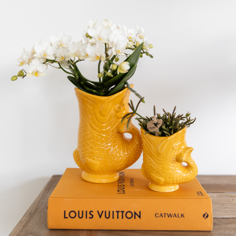 Planten duo Yona oranje