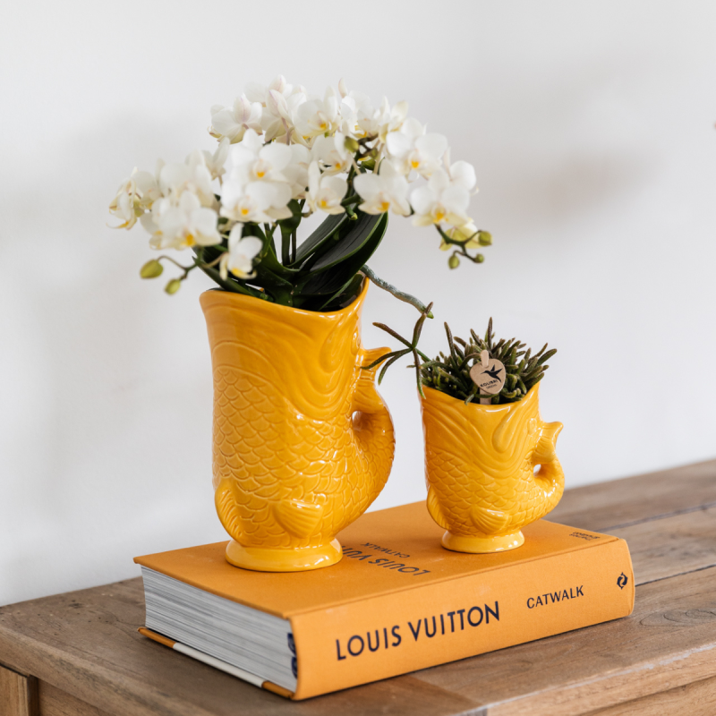 Planten duo Yona oranje